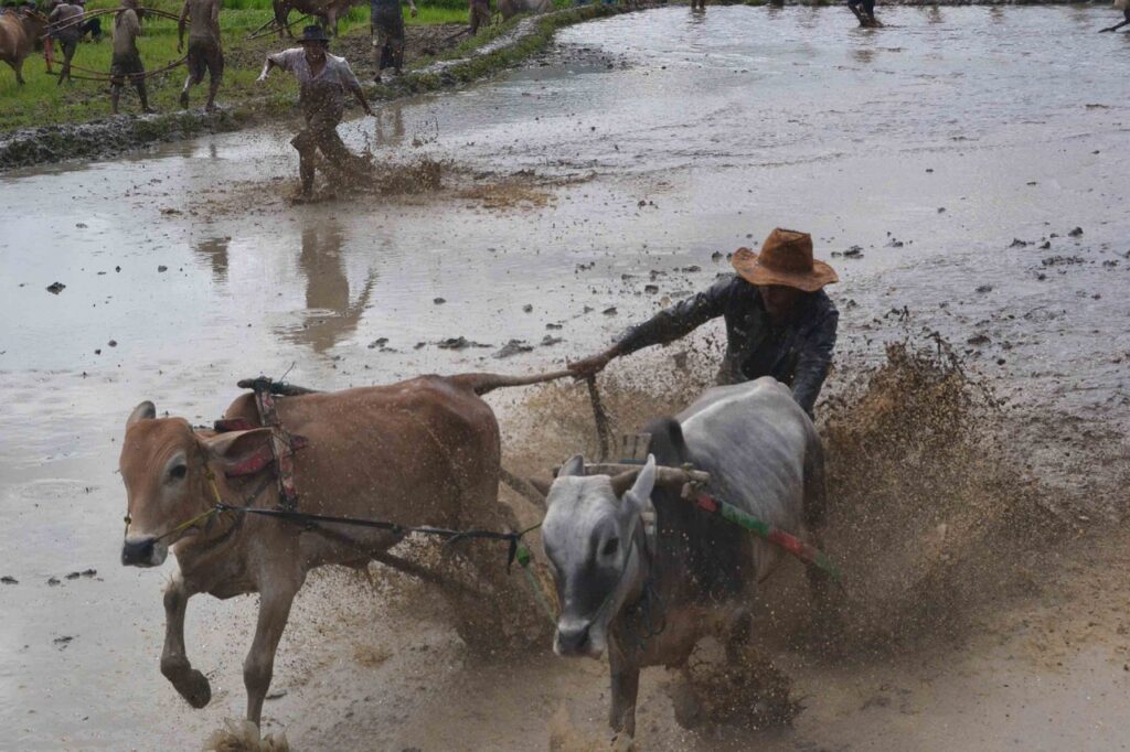 pacu jawi, tradisional, indonesia-201497.jpg