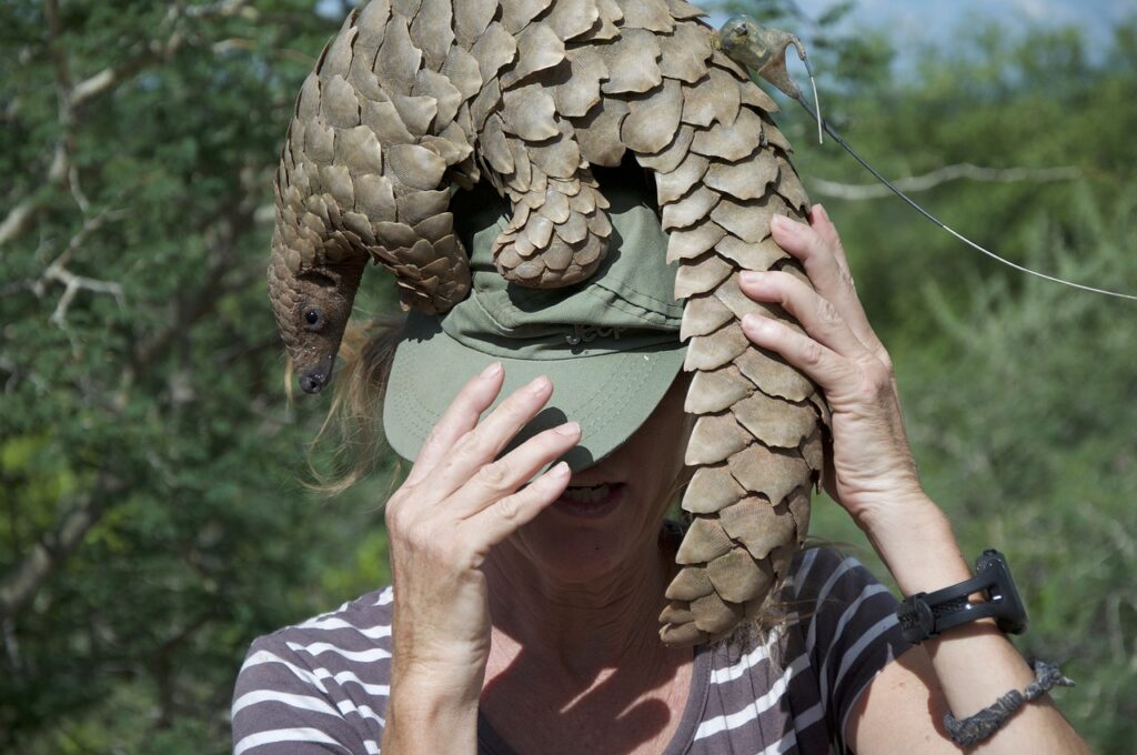 pangolin, namibia, endangered-4926259.jpg