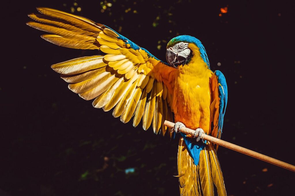 parrot, yellow macaw, bird-3601194.jpg