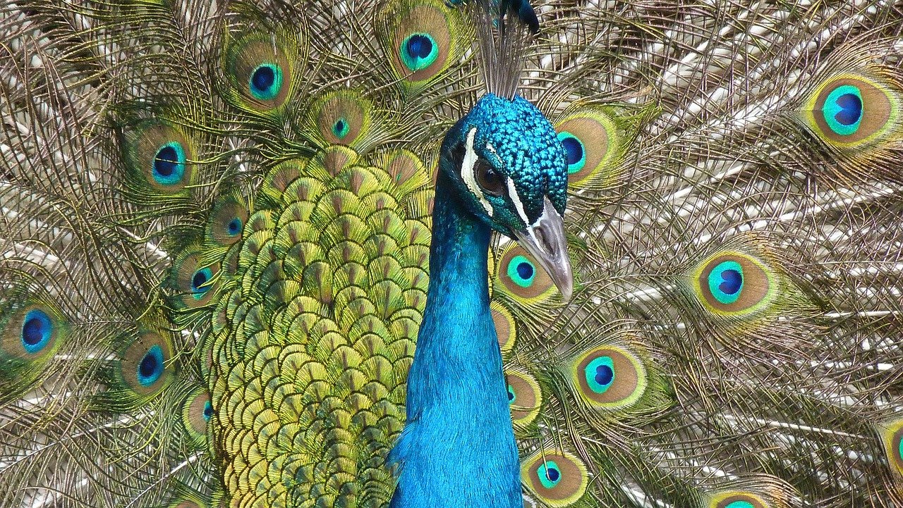 List of 19 Animals With Feathers (With Pictures) Animallot