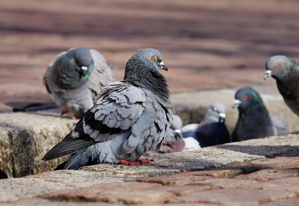 pigeons, birds, perched-3268990.jpg