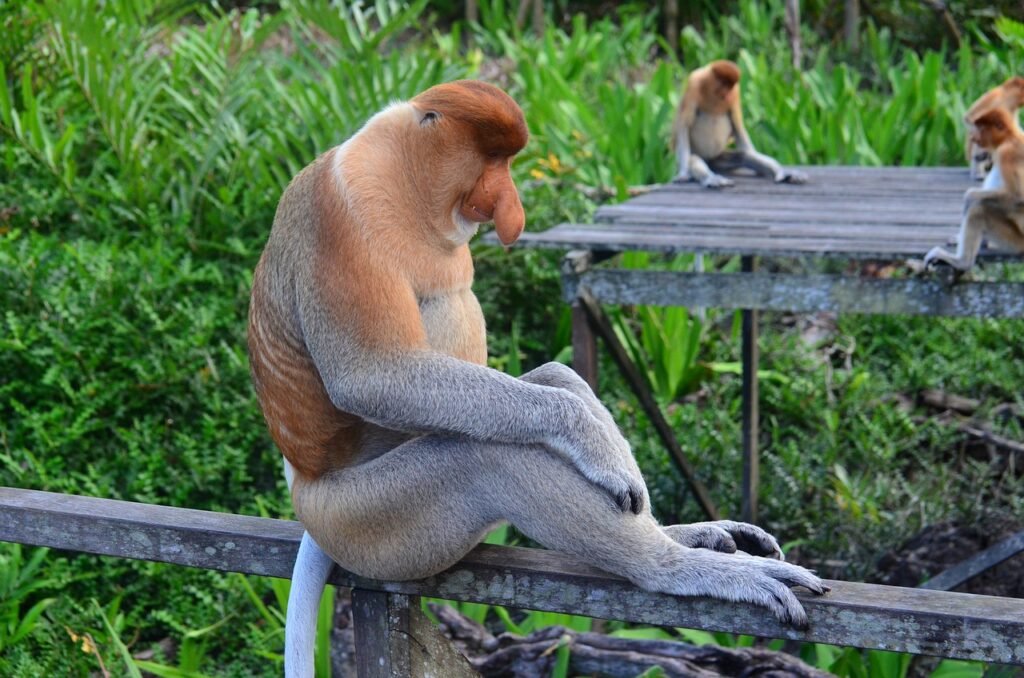 proboscis monkey, proboscis, borneo-212825.jpg