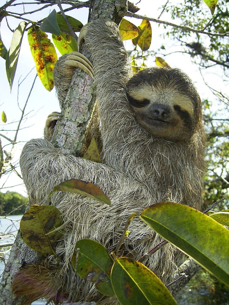 pygmy sloth, sloth, bradypus pygmaeus-62869.jpg