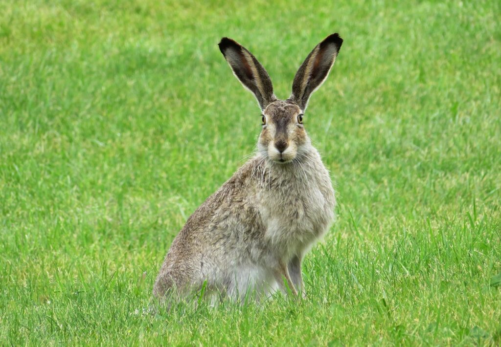 List Of 20 Animals With Big Ears with Pictures Animallot