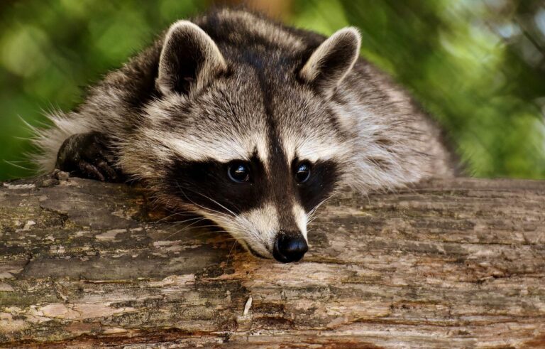 list of 20 animals with adaptations (with pictures) - Animallot