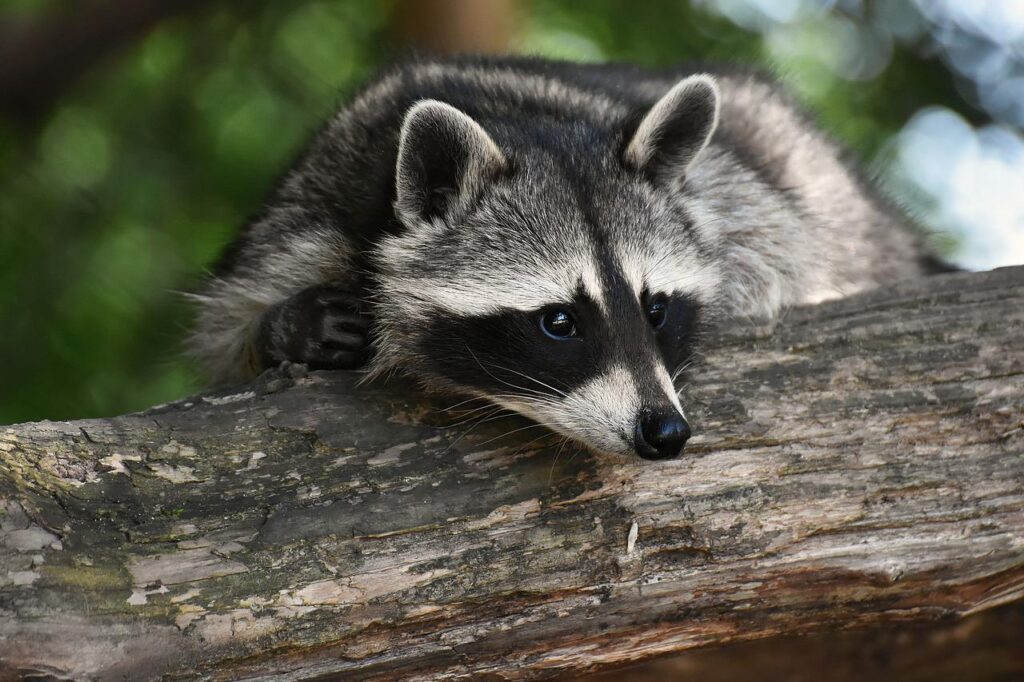 raccoon, wild animal, furry-3820327.jpg