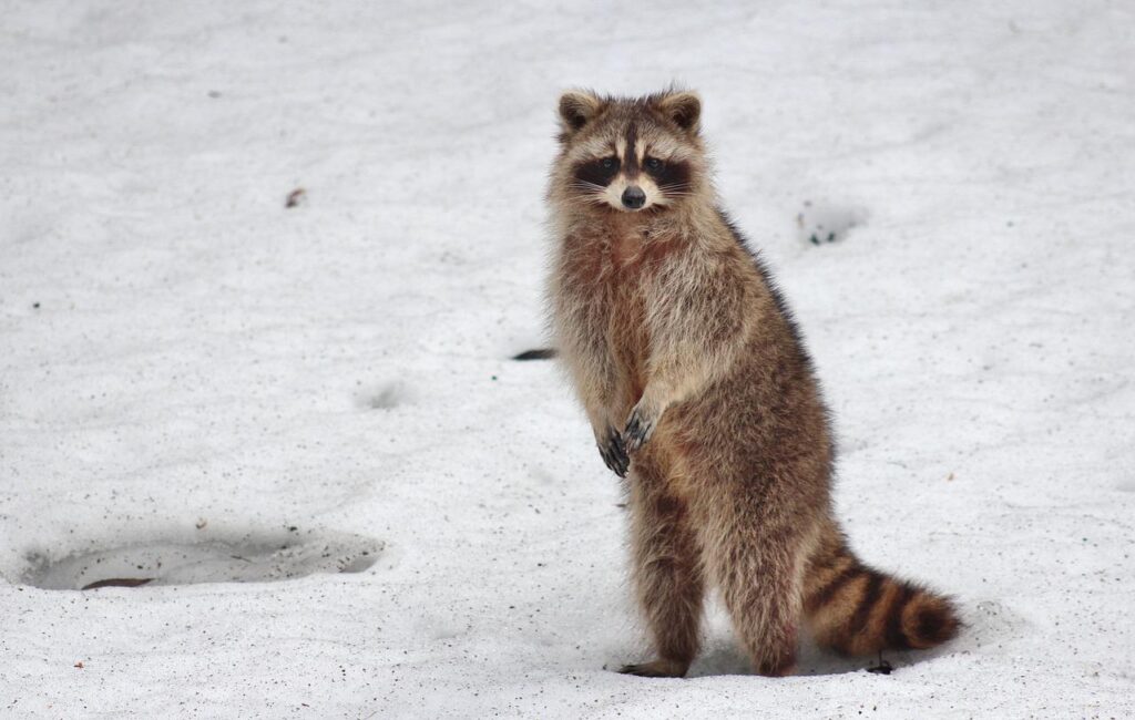 racoon, animal, snow-1414027.jpg