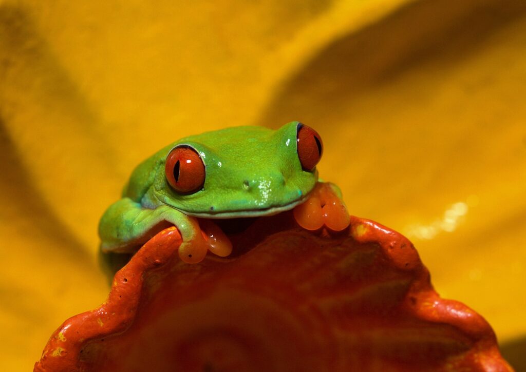 red-eyed tree frog, frog, animal-6961183.jpg