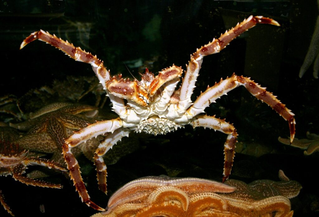red king crab, sea, ocean-79935.jpg