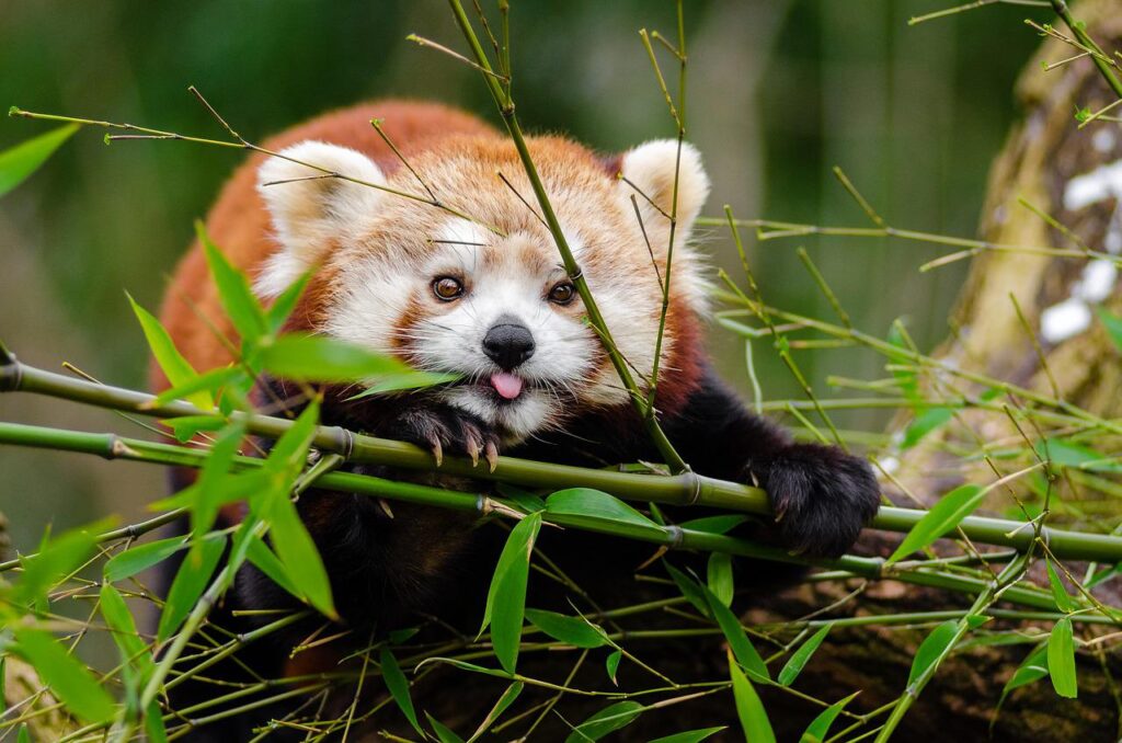 red panda, bamboo, tongue out-1851650.jpg