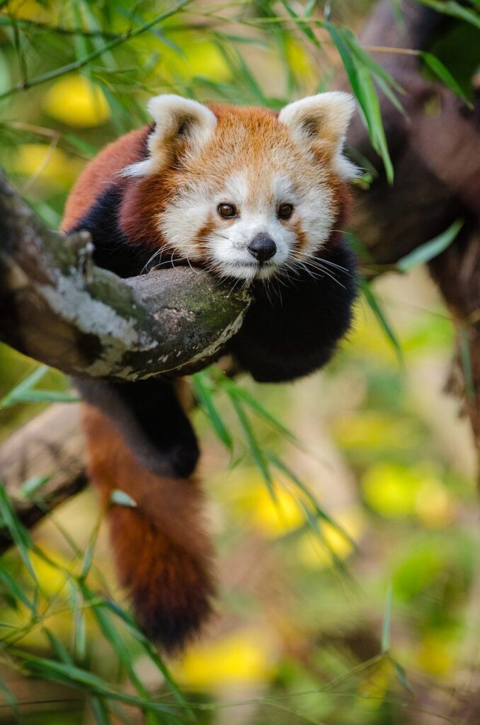 red panda, tree, carnivore-1852861.jpg