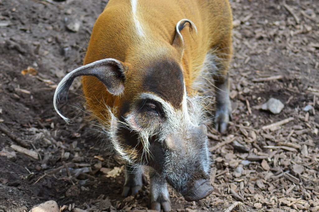 red river hog, potamochoerus porcus, bush pig-330849.jpg