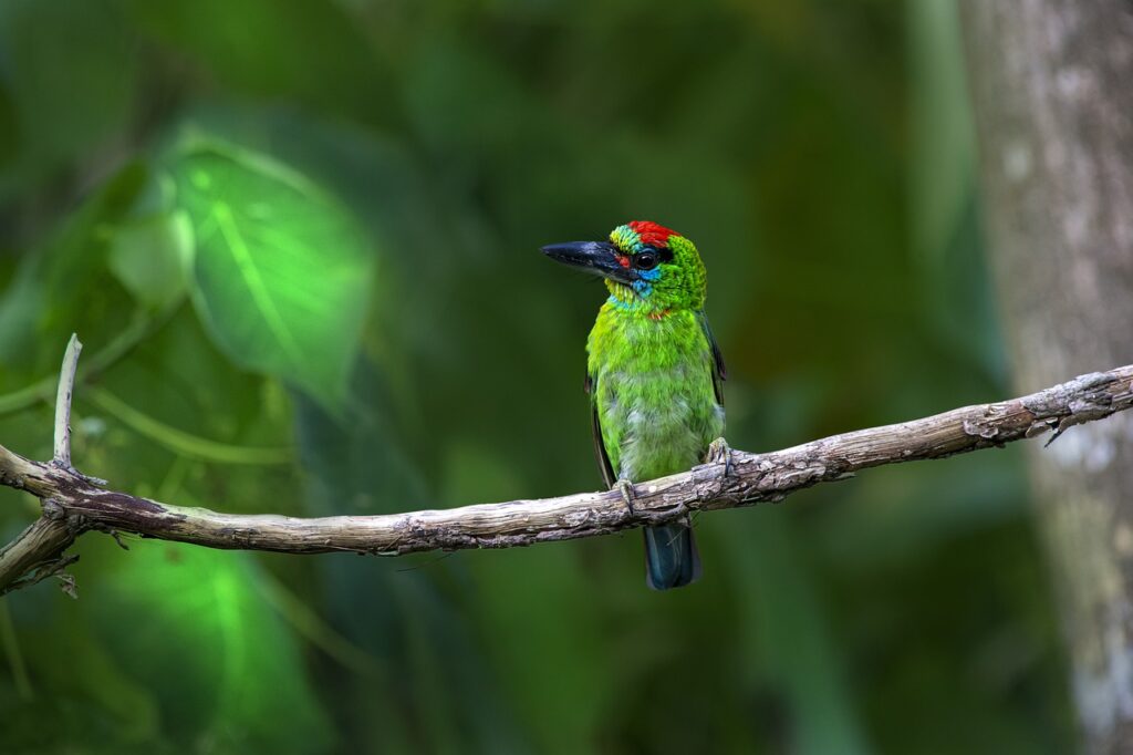 red-throated barbet, bird, animal-7024605.jpg