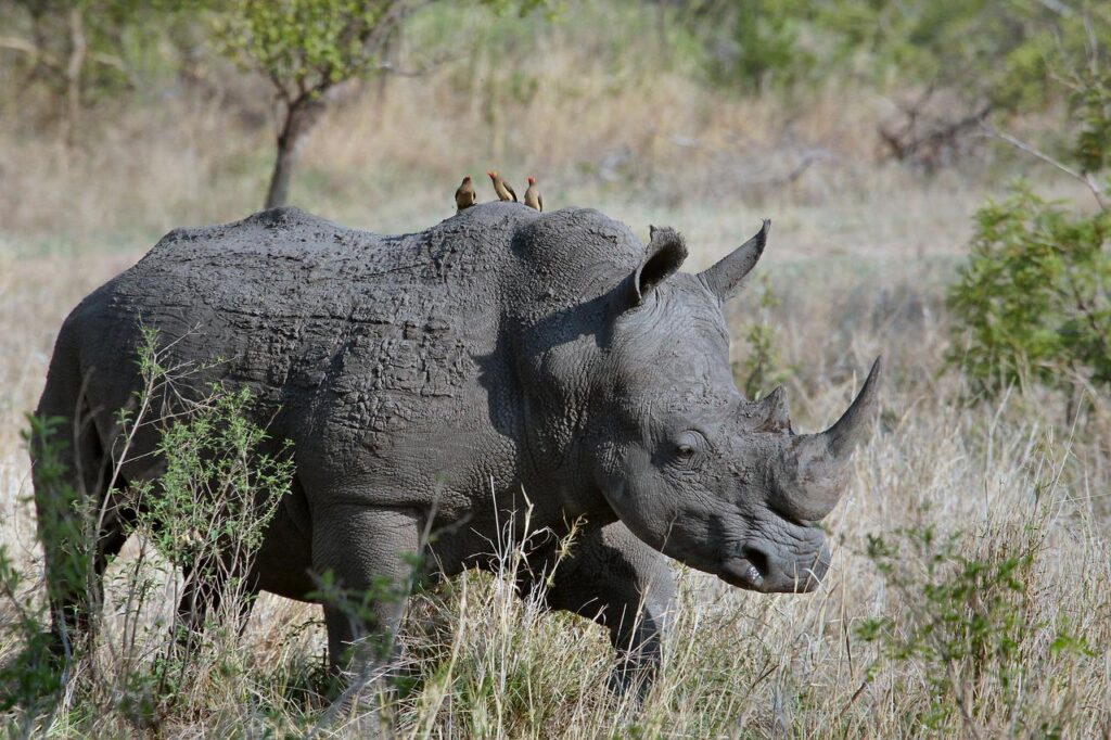 rhinoceros, gray animal, pachyderm-1837164.jpg