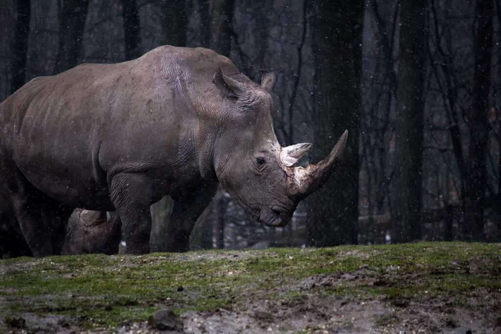 rhinoceros, horns, trees-1834413.jpg