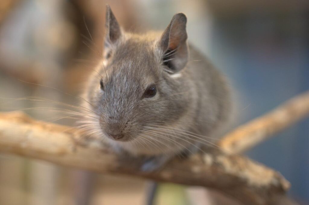 rodent, chinchilla, mouse-3785819.jpg