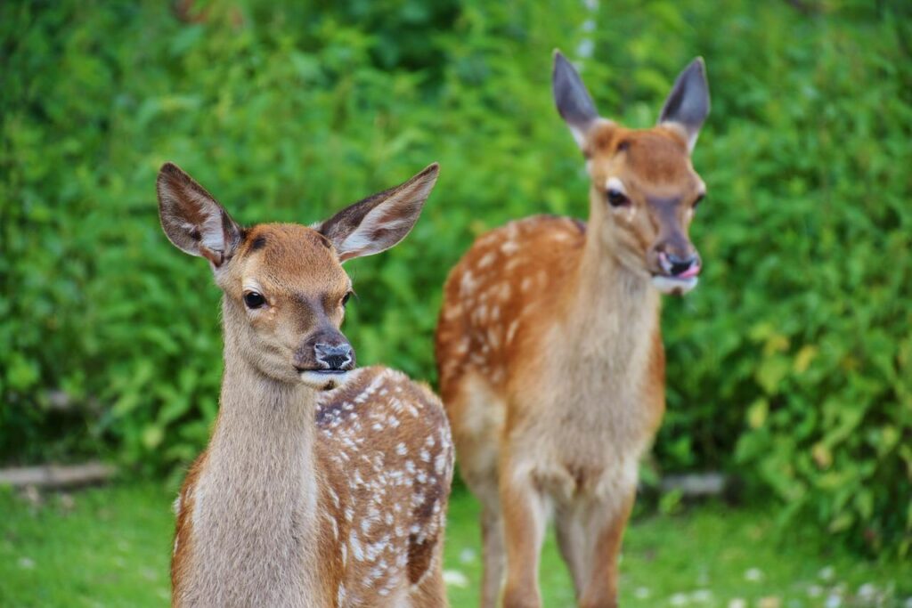 roe deer, kitz, wild-1482712.jpg
