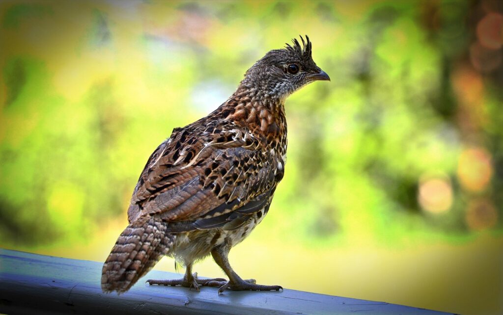 ruffed grouse, bird, animal-5592432.jpg