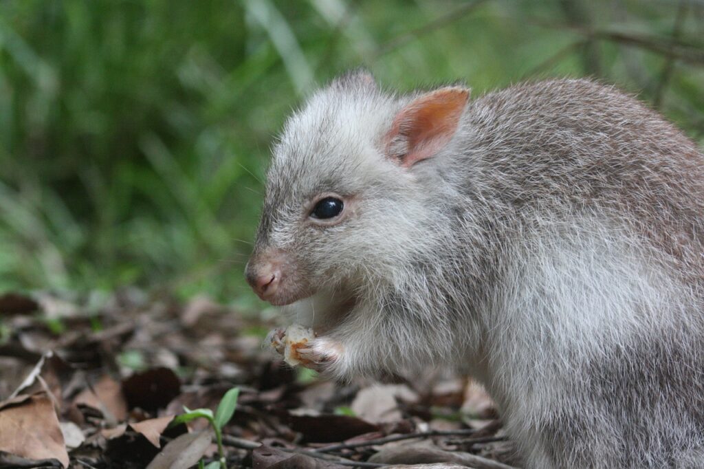 rufous bettong, rufous rat-kangaroo, marsupial-4850860.jpg