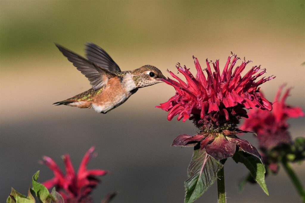 19 Animals With Feathers