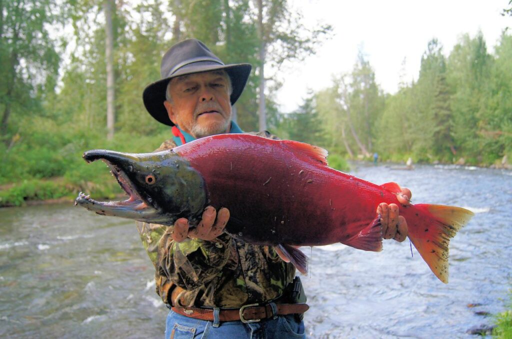 salmon, sockeye, fish-2760196.jpg