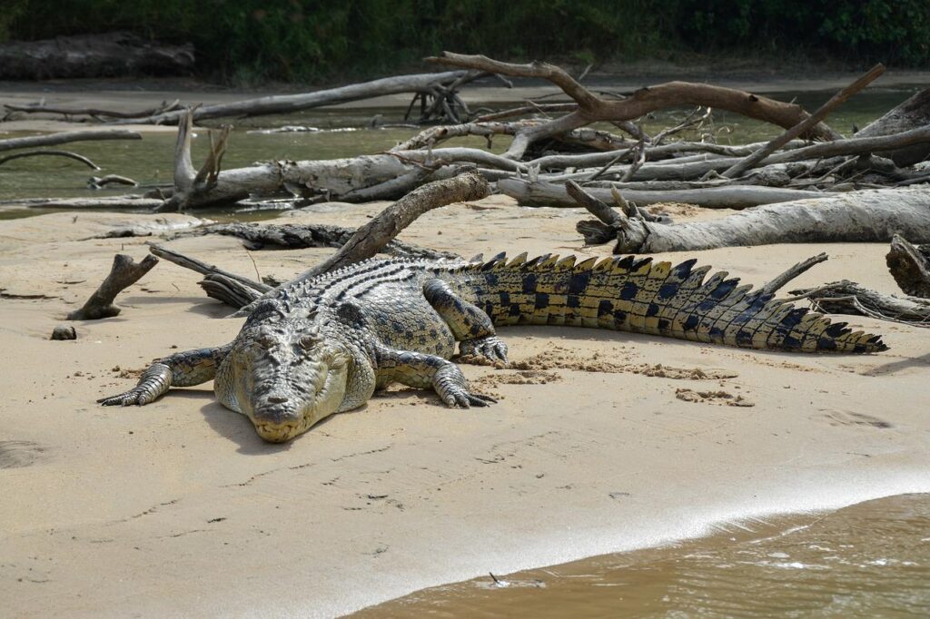 saltwater crocodile, estuarine, animal-4124181.jpg