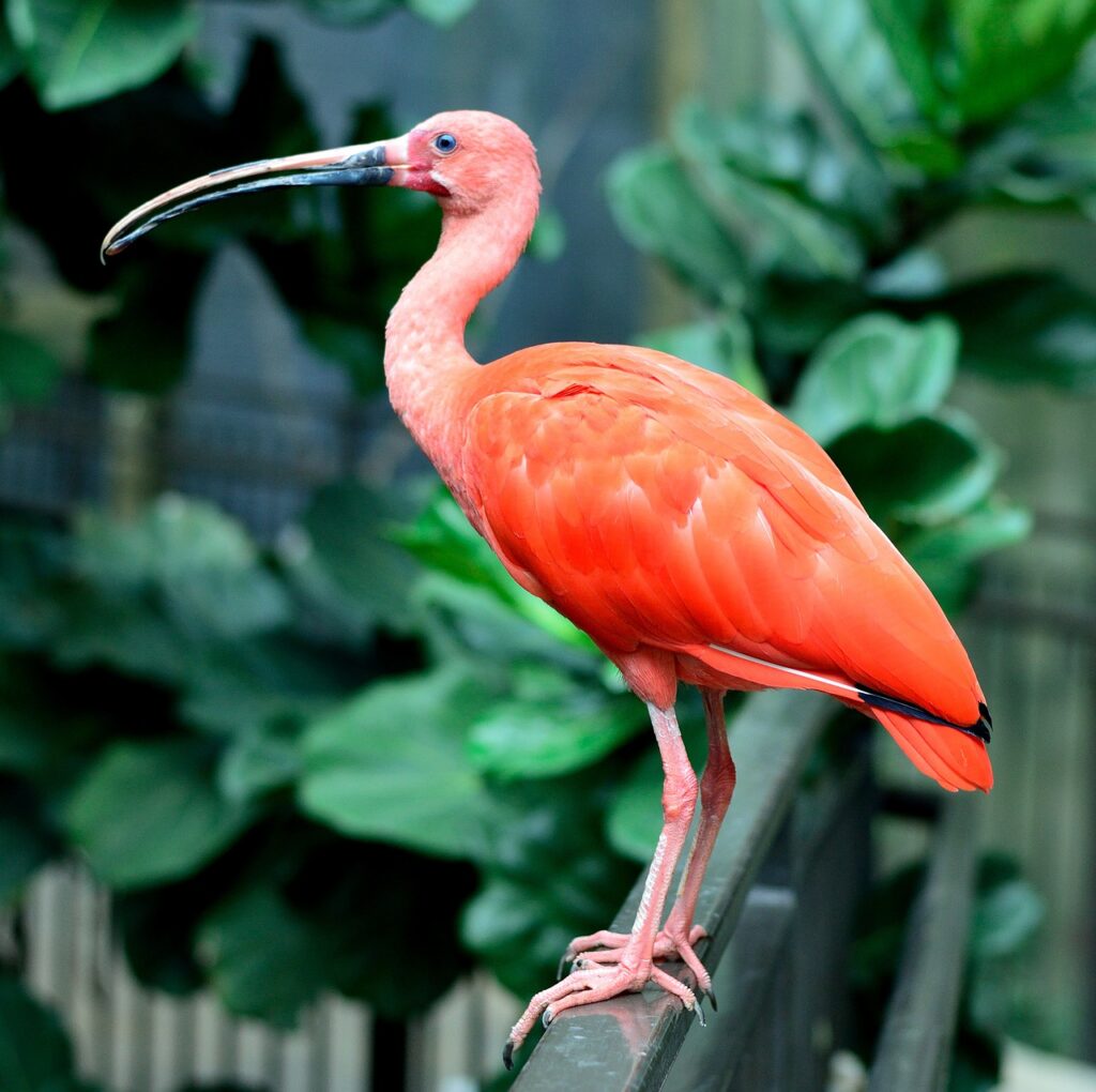 scarlet ibis, bird, wings-213899.jpg