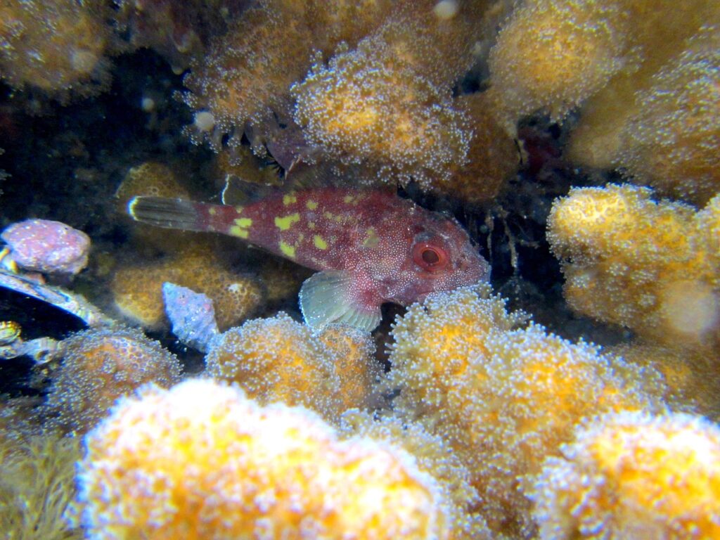 scorpionfish, coral, sea-274941.jpg