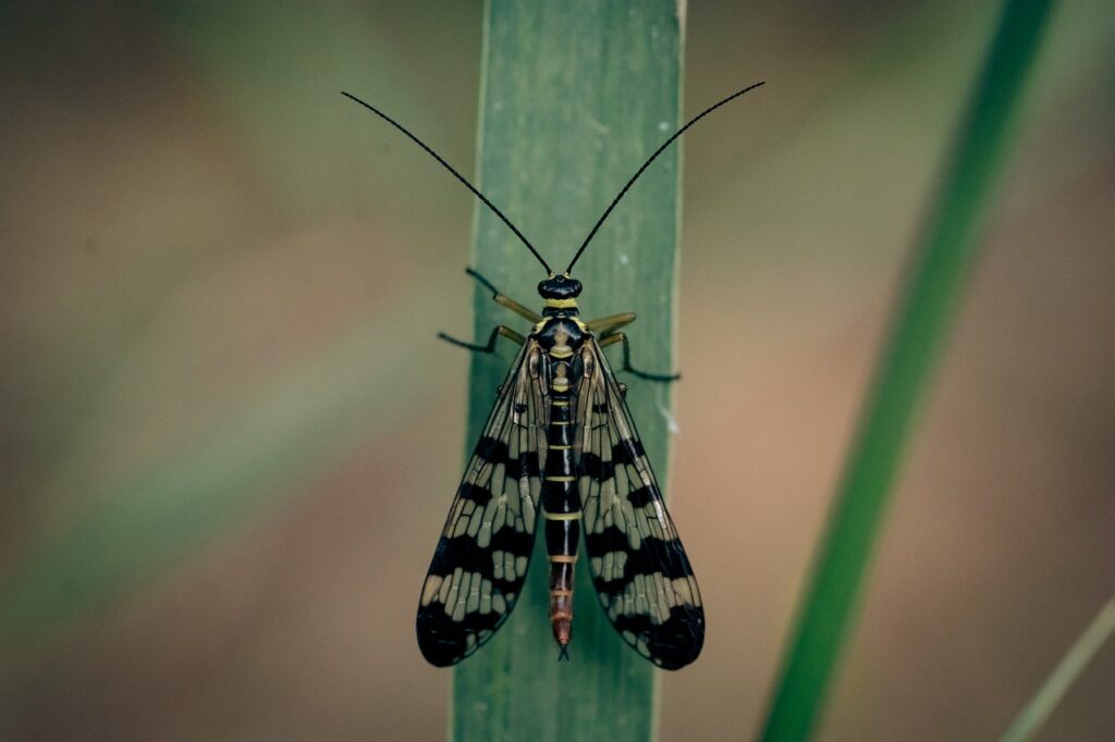 scorpionfly, insect, animal-7299712.jpg