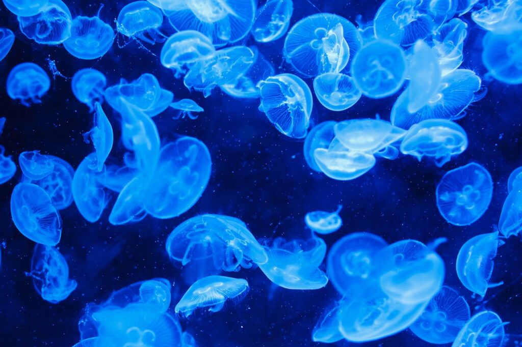 sea, animal, jellyfish-21649.jpg