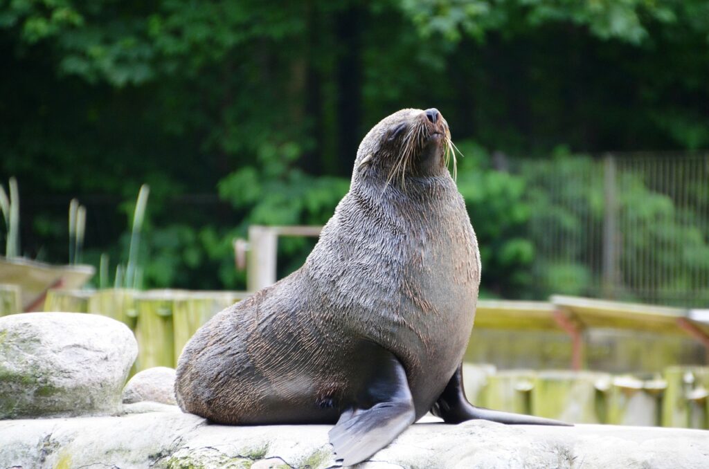 sea lion, ear seal, animal-359230.jpg