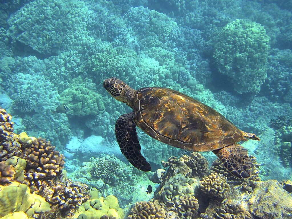 sea turtle, hawaiian sea turtle, green sea turtle-547162.jpg