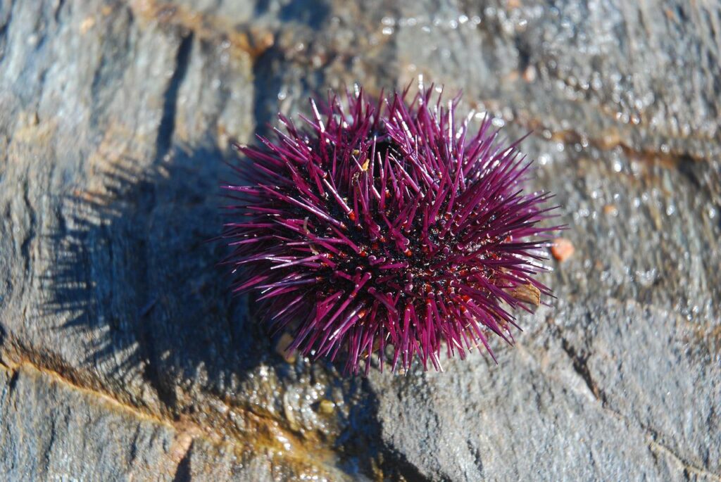 sea urchin, wood, purple-1536812.jpg