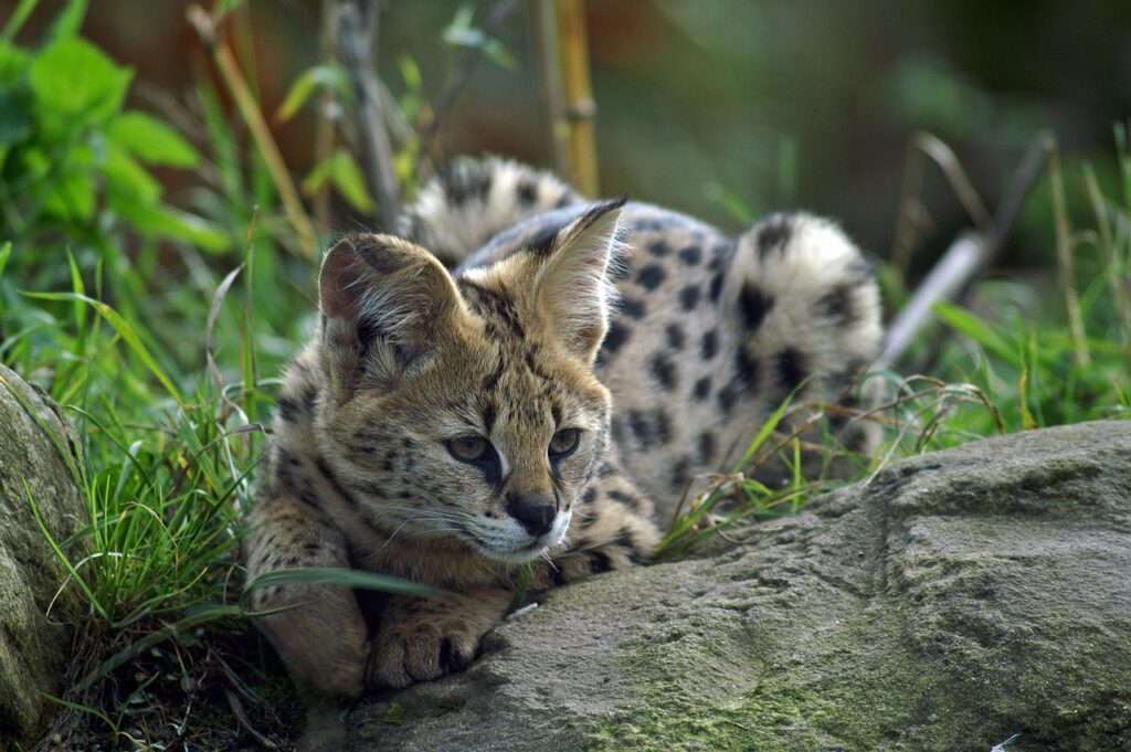serval, small cat, wildcat-84082.jpg