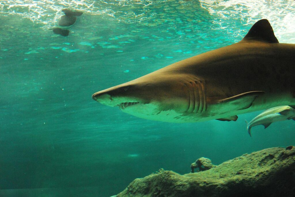 shark, underwater, animal-506025.jpg