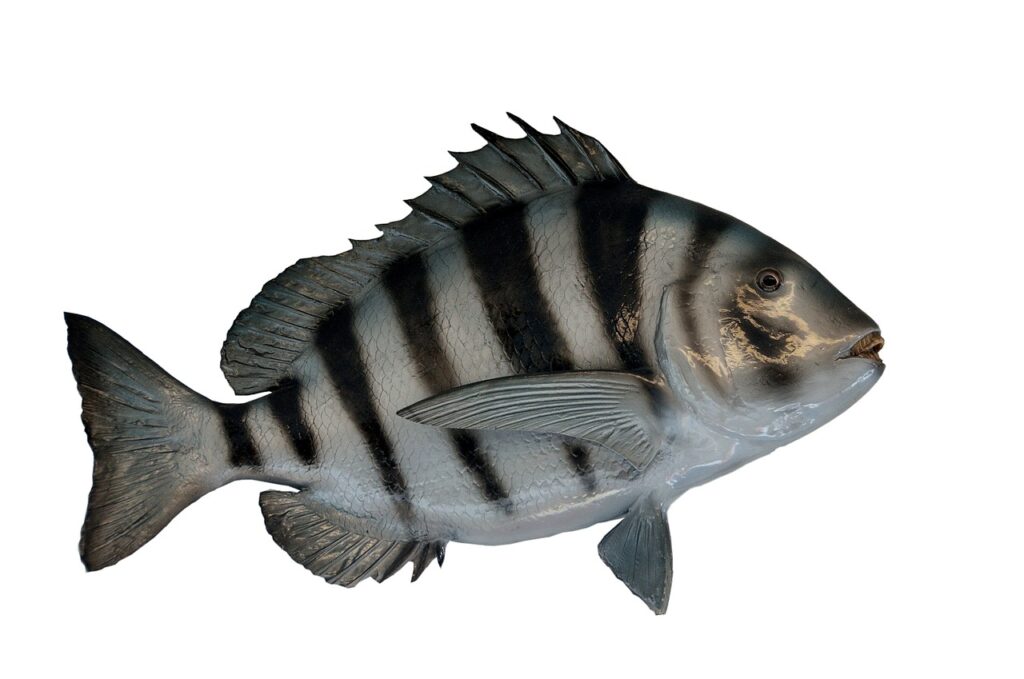 sheepshead fish, mounted, taxidermy-1652053.jpg
