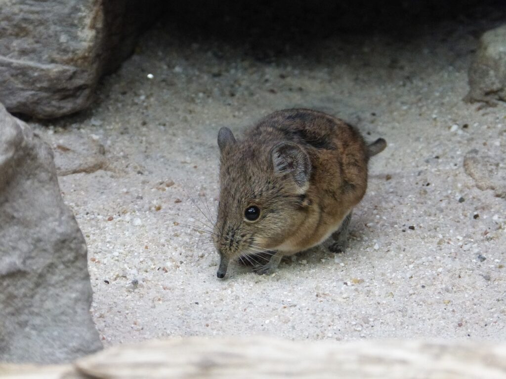 short eared elephant shrews, mouse, animal-91777.jpg