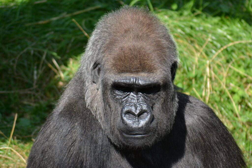 silverback gorilla, male gorilla, mountain gorilla-271002.jpg