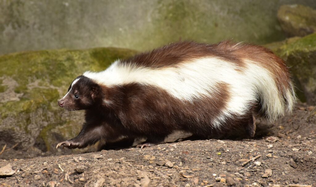 skunk, mammal, brown white-853083.jpg
