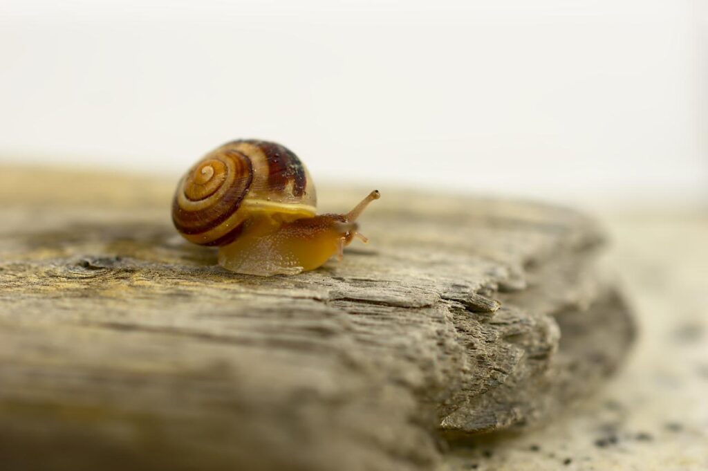 snail, garden cone snail, cepaea hortensis-4157323.jpg