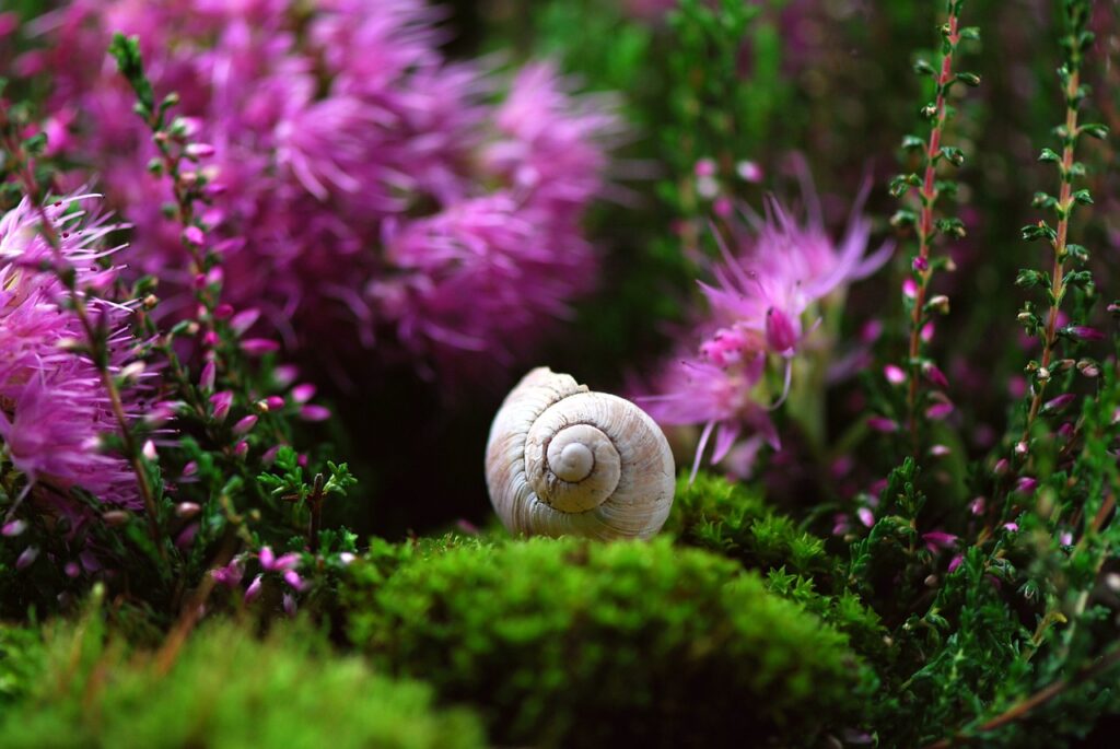 snail, shell, mollusk-582201.jpg