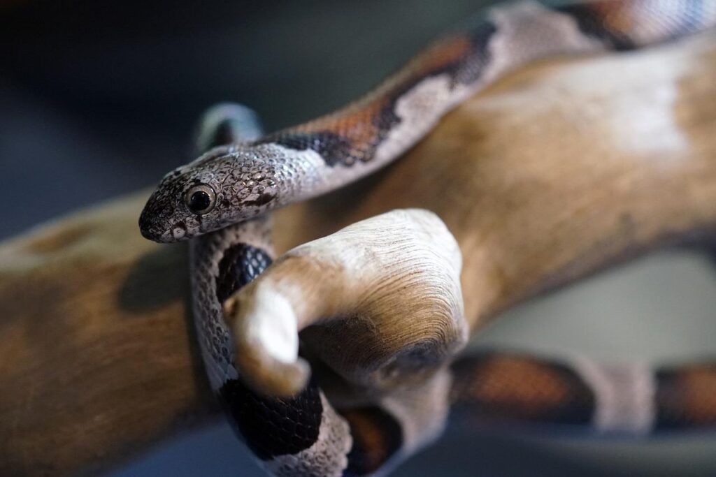 snake, pet, kingsnake-5215590.jpg