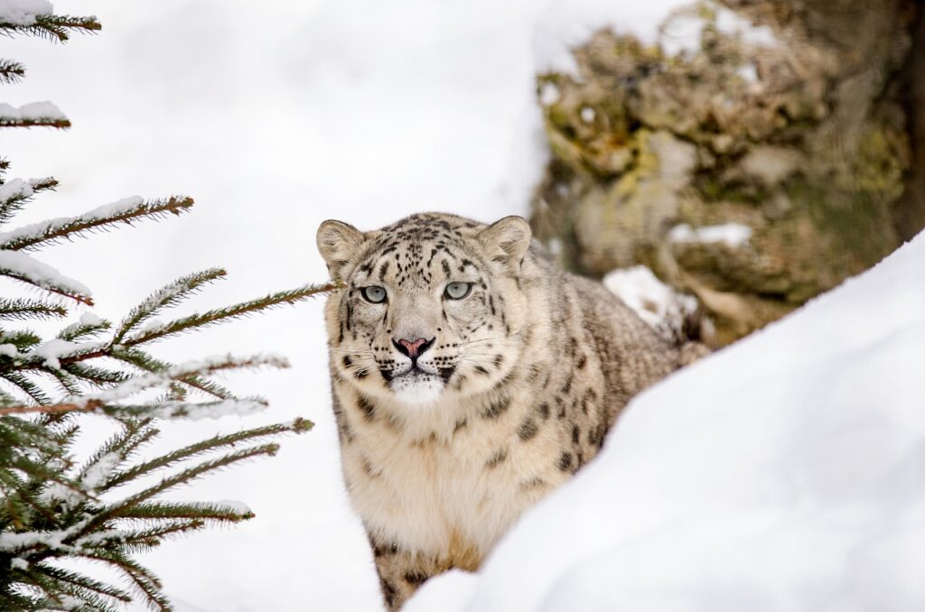 snow leopard, leopard, big cat-1985510.jpg