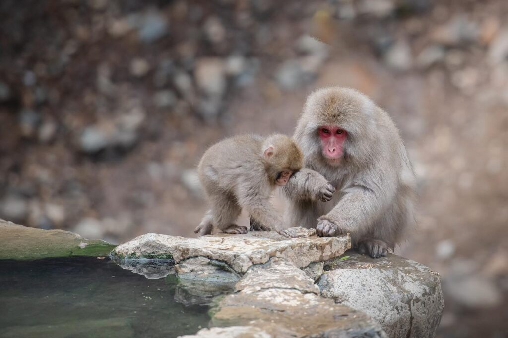 snow monkey, wild, animal-4809479.jpg