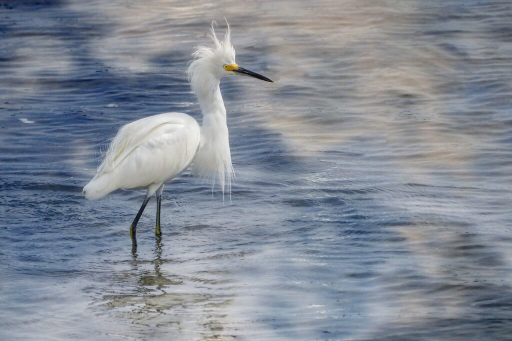 snowy egret, birds, nature-1040450.jpg