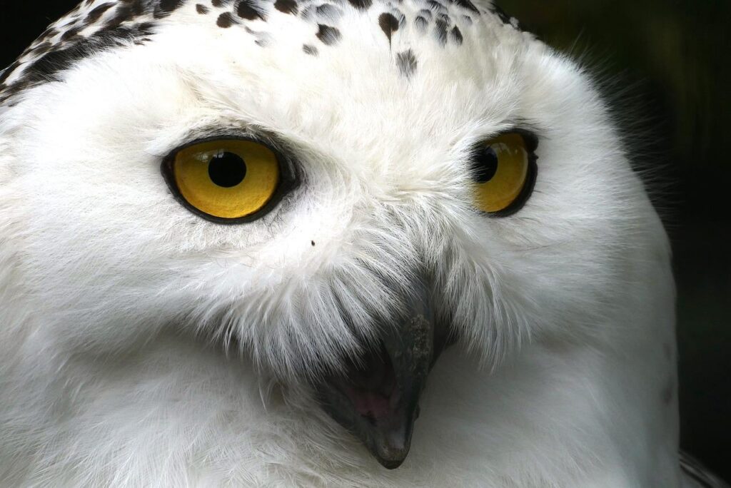 snowy owl, bird, eyes-4252522.jpg