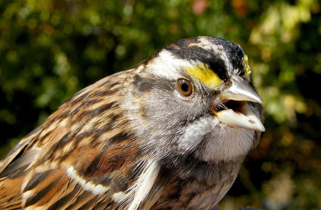 sparrow, white-throated, bird-944942.jpg