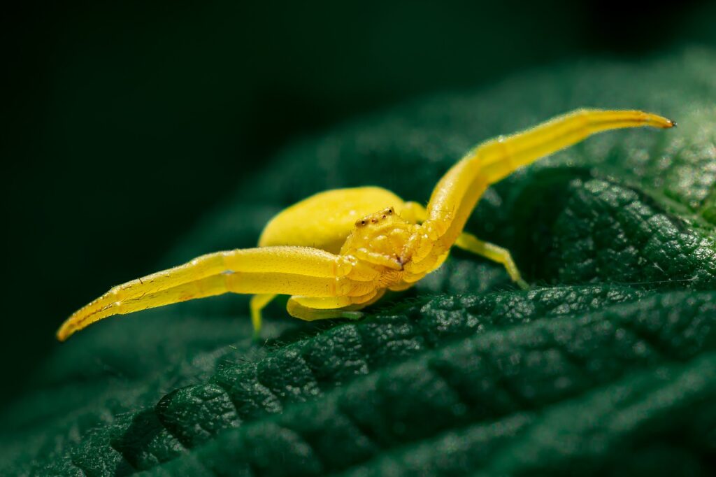 spider, crab spider, insect-7274269.jpg