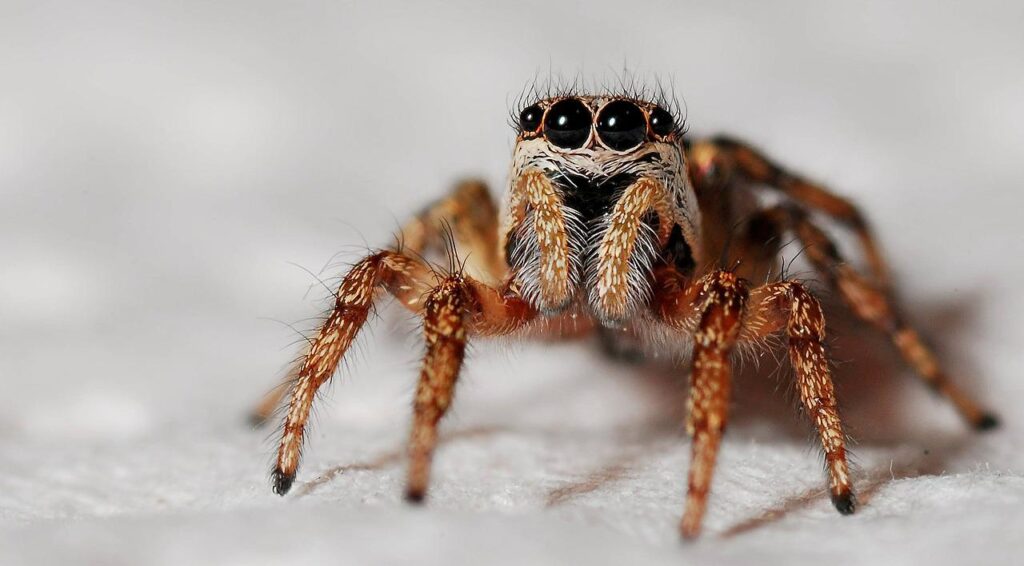 spider, zebra spider, arachnid-564685.jpg