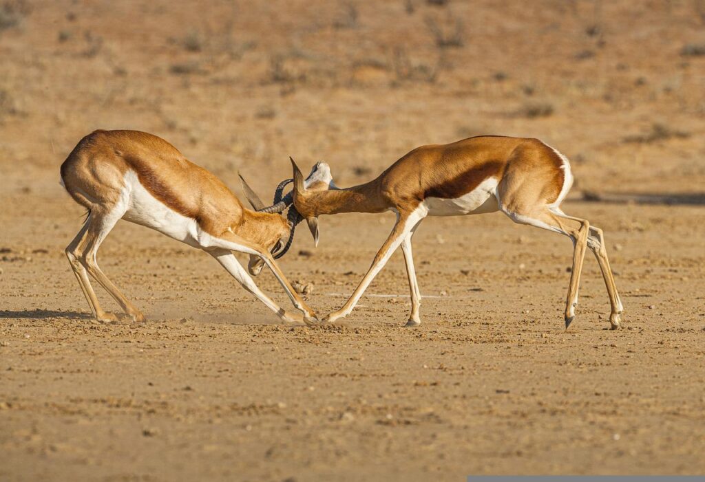 springbok, animals, safari-5891080.jpg